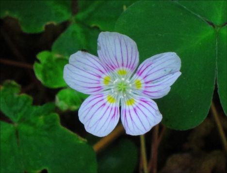 Adirondack Wildflowers:  Common Wood Sorrel at the Paul Smiths VIC